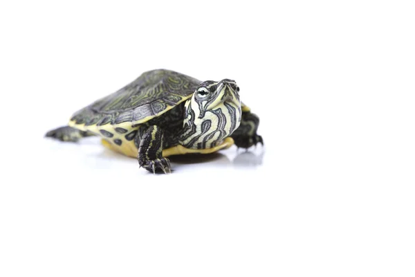 Stock image Nice Turtle isolated on white