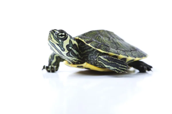 Ładny żółw na białym tle — Zdjęcie stockowe