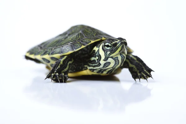 Nice Turtle isolated on white — Stock Photo, Image