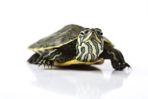 Bonita tortuga aislada en blanco — Foto de Stock