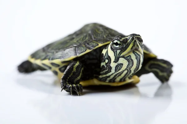 Wild animal, turtle — Stock Photo, Image