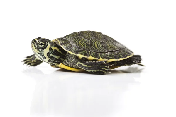 Reptil, tortuga — Foto de Stock
