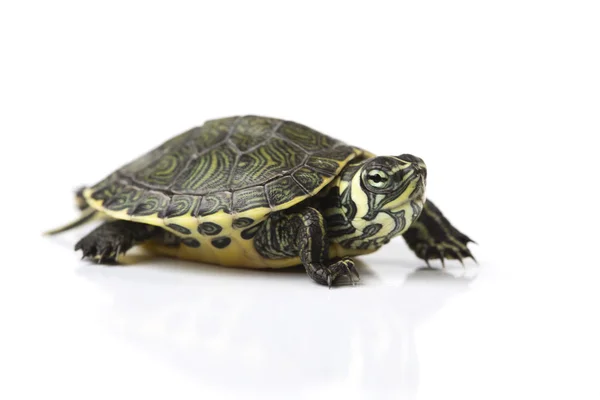 Sürüngen, kaplumbağa — Stok fotoğraf