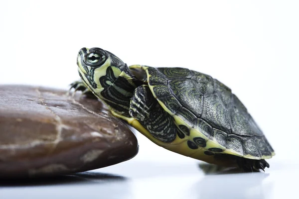 Дикое животное, черепаха — стоковое фото