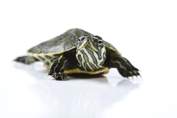 Yürüyen kaplumbağa — Stok fotoğraf