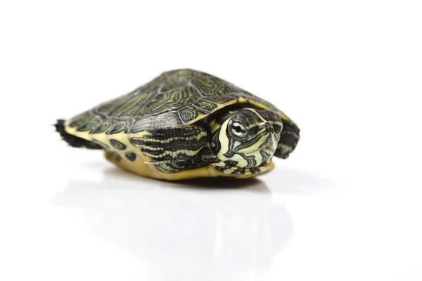 Turtle walking in front of a white background — Stock Photo, Image
