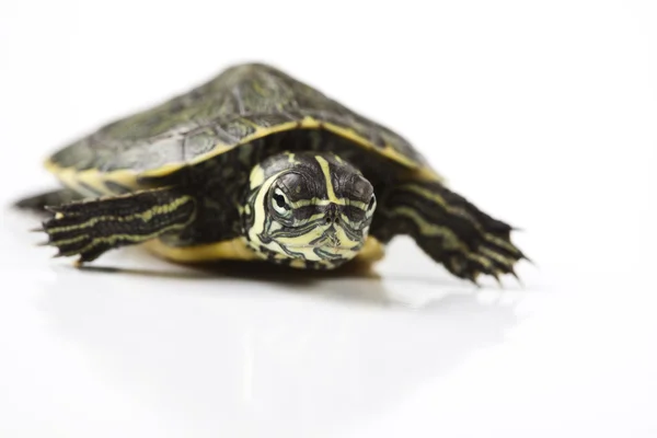 Żółw wpakowanie na białym tle — Zdjęcie stockowe