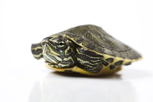 Yürüyen kaplumbağa — Stok fotoğraf