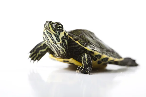 Żółw wpakowanie na białym tle — Zdjęcie stockowe