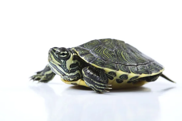 Ходячая черепаха — стоковое фото