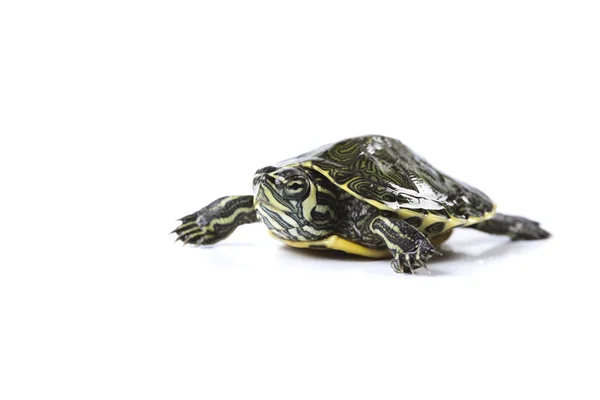 Turtle walking in front of a white background — Stock Photo, Image