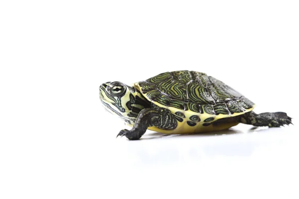Kaplumbağa ve kabuğu — Stok fotoğraf