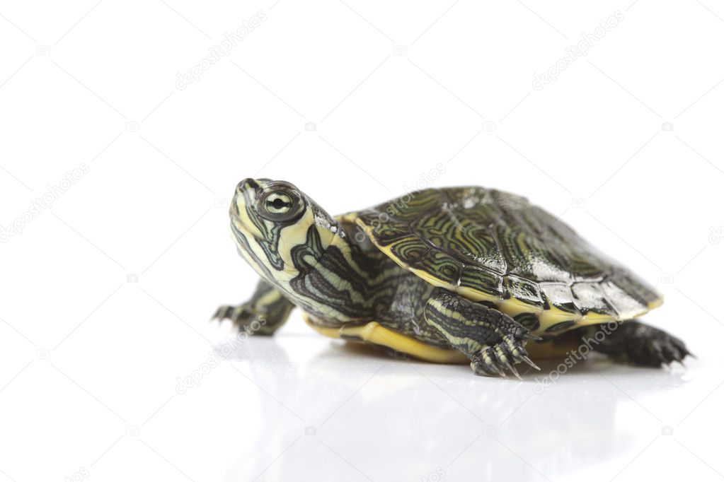 Turtle - isolated on white