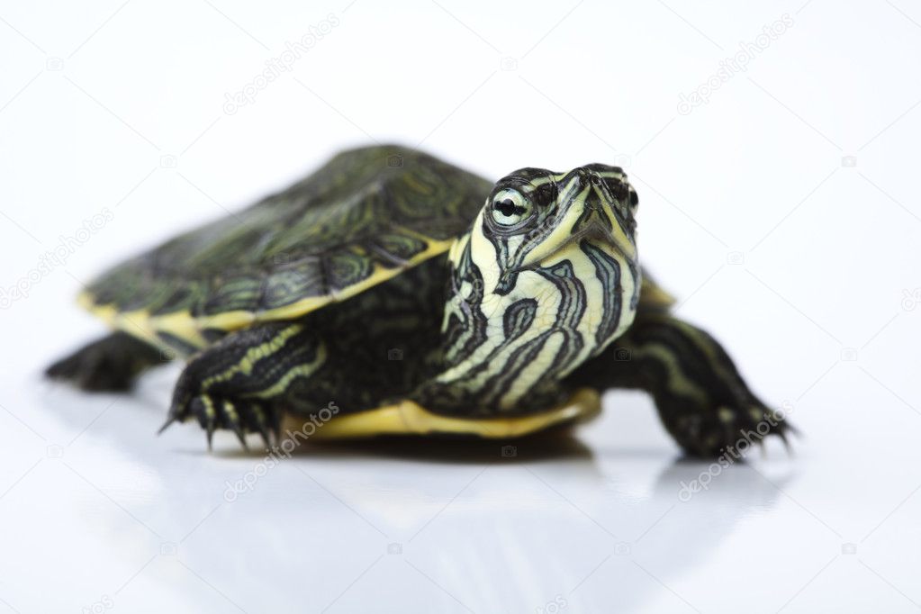 Turtle and carapace