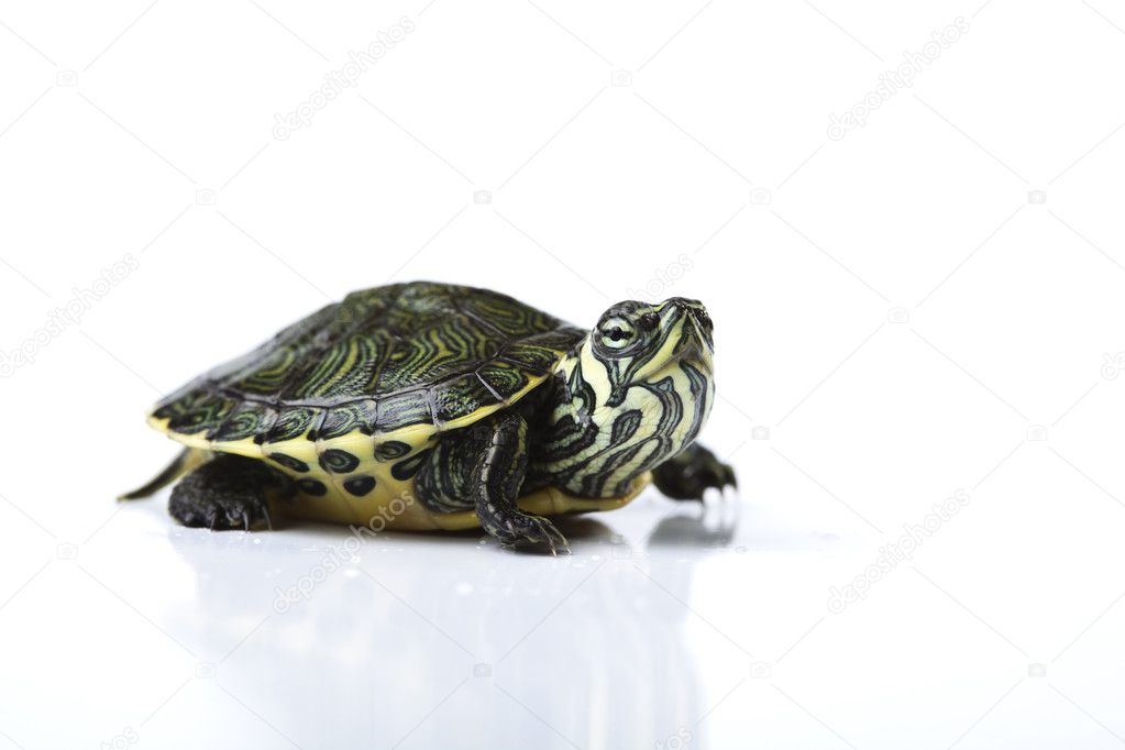 Turtle - isolated on white