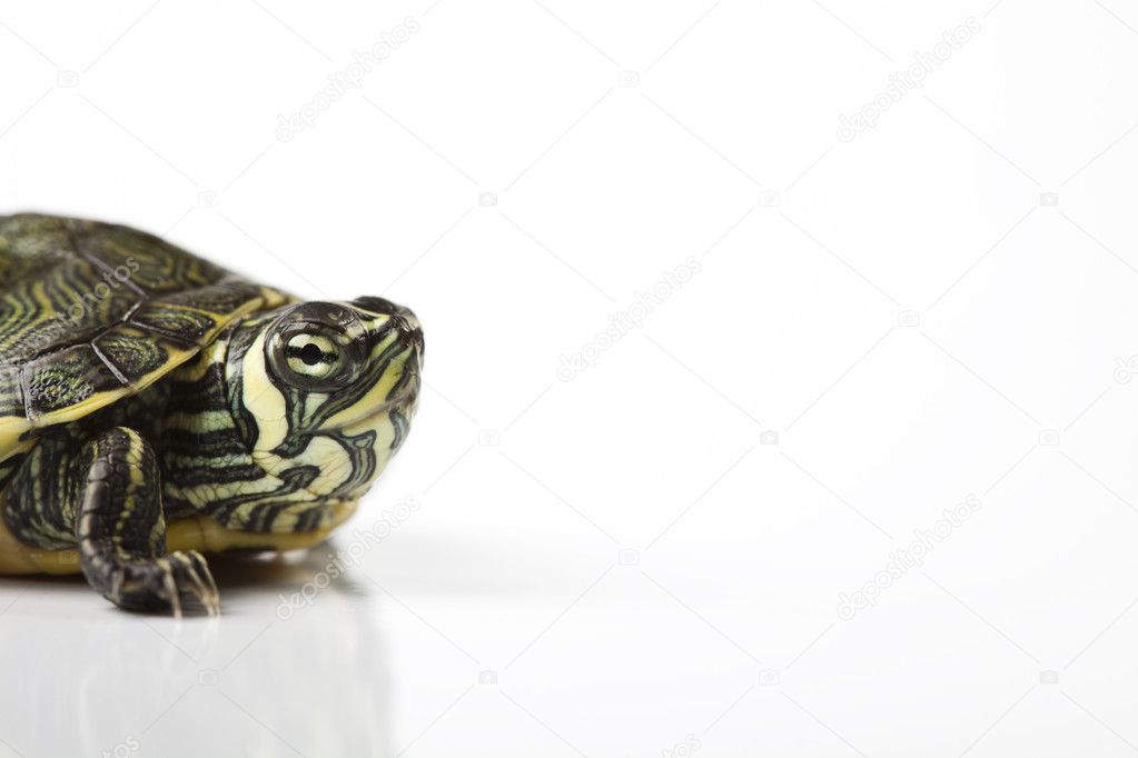 Slow turtle