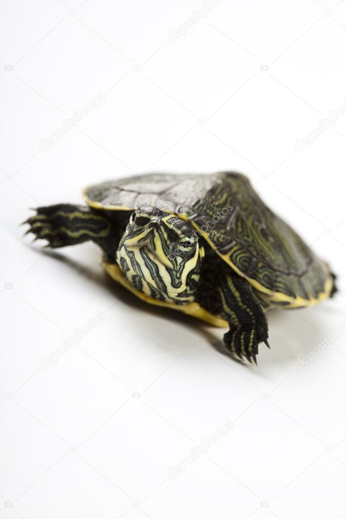 一只乌龟在白色背景上的一张照片– 图库图片