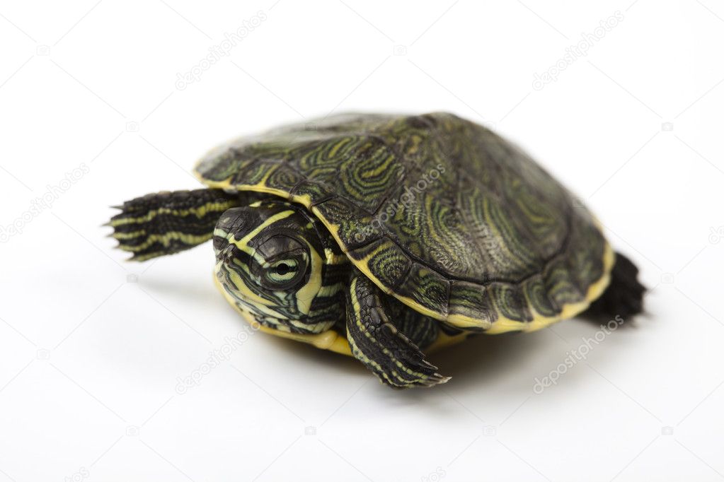 Turtle walking in front of a white background — Stock Photo ...