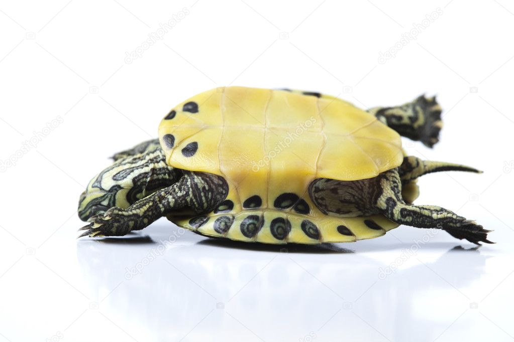 Turtle as a pet