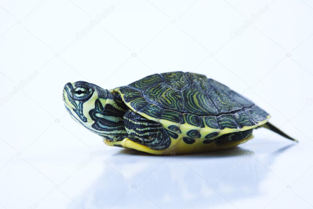 Reptile, turtle