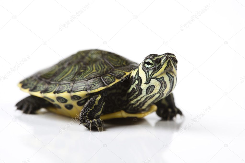 Walking turtle