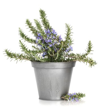 Rosemary Herb Plant clipart