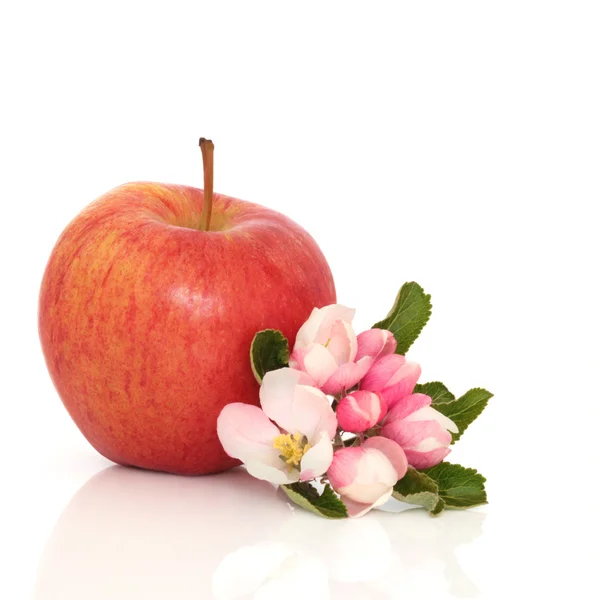 Rött äpple och flower blossom — Stockfoto