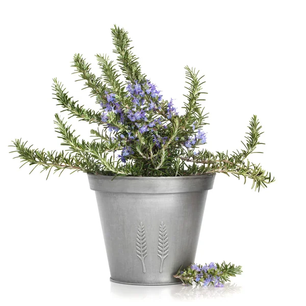 Rosemary Herb Plant — Stock Photo, Image
