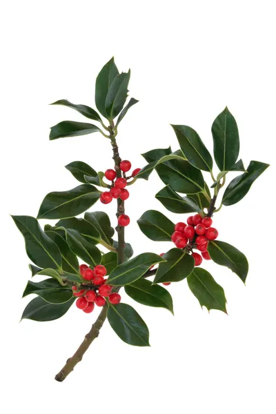 Holly Berry and Leaf Sprig — Stock Photo, Image