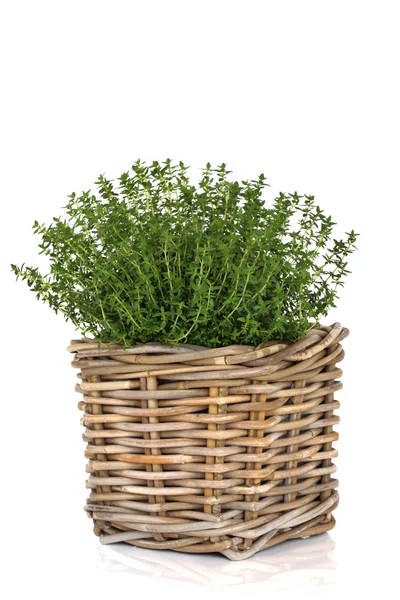Planta de hierba de tomillo —  Fotos de Stock