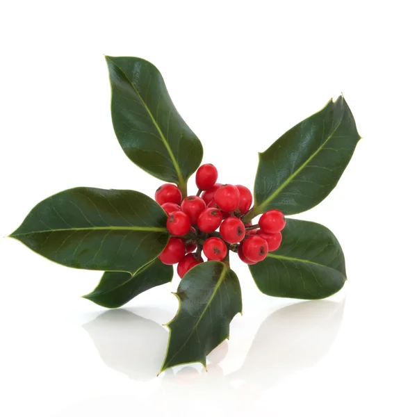 Holly Berry Leaf Sprig — Stock Photo, Image