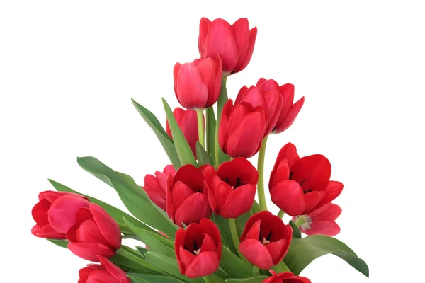 Rode tulpenbloemen — Stockfoto