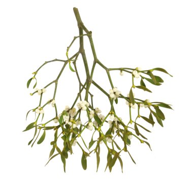 Mistletoe clipart