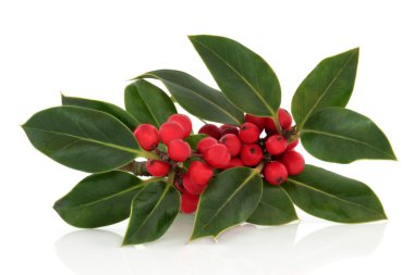 Holly Berry and Leaf Sprig