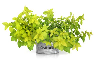 Marjoram Herb Plant clipart