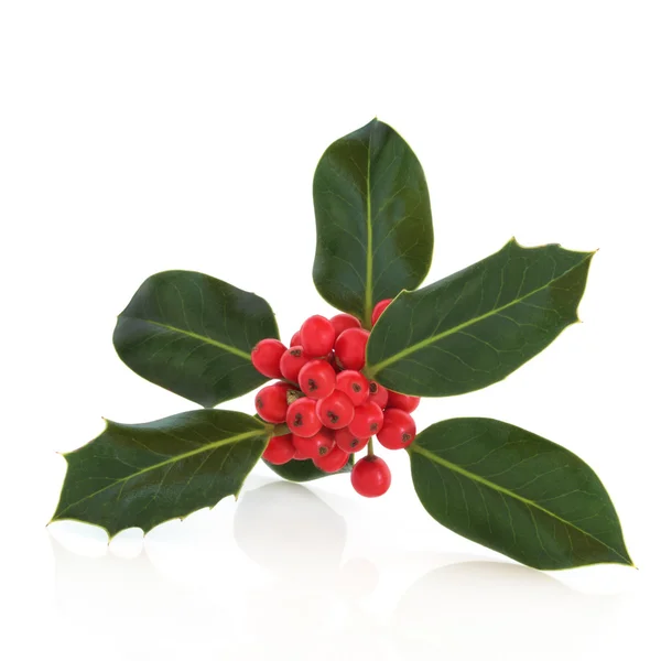 Holly Leaf and Berry Sprig — Stock Photo, Image
