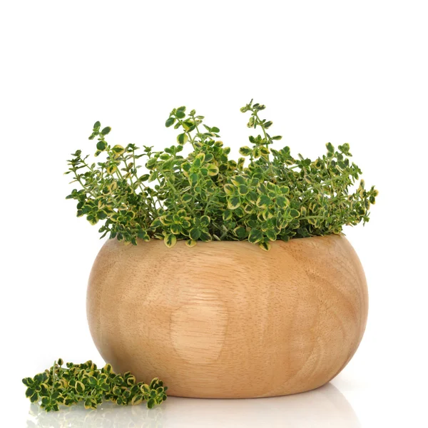 Thyme Herb — Stock Photo, Image