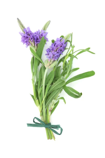 Lavender Herb Flower Posy — Stock Photo, Image