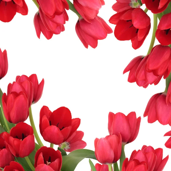 红色郁金香花卉之美 — 图库照片