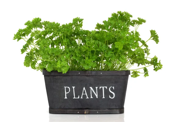 Parsley Herb Plant — Stock Photo, Image