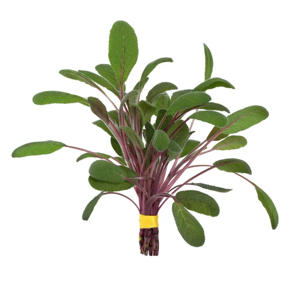 Sábio Herb Leaf Posy — Fotografia de Stock