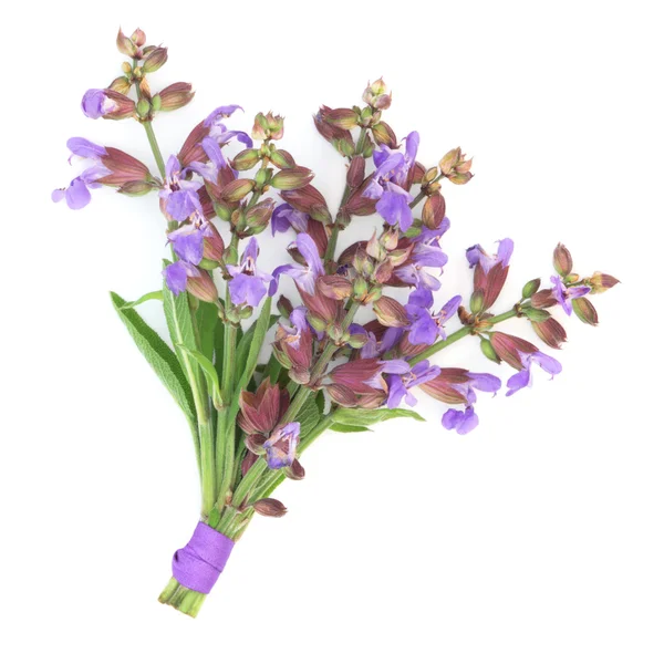 セージ ハーブの花の花束 — ストック写真