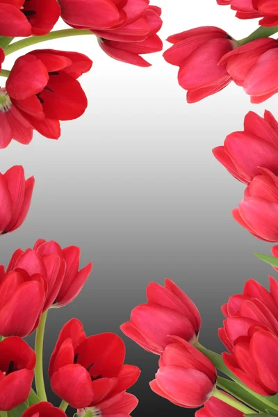 Tuilp květ abstrakt — Stock fotografie
