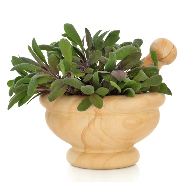 Sage Herb Leaf Sprigs — Stock Photo, Image