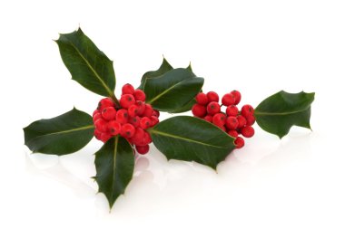 Holly Berry Leaf Sprigs clipart