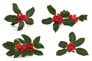 Holly Leaf and Berry Sprigs clipart