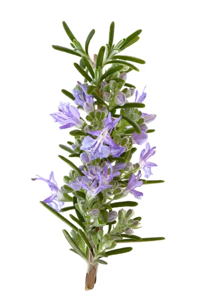 Rosemary Herb Flowers — Stock Photo, Image
