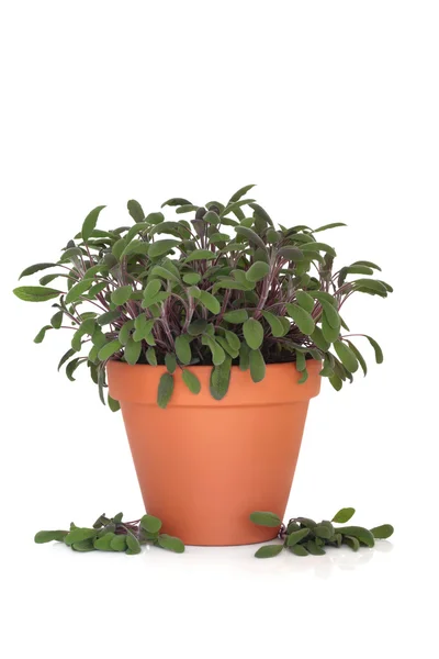 Planta de hierba de salvia púrpura — Foto de Stock