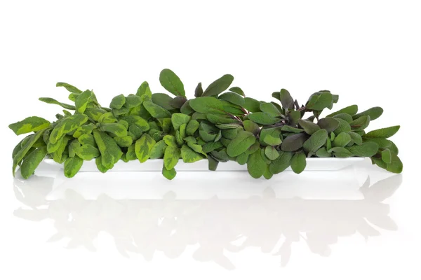 Salvia ört leaf urval — Stockfoto