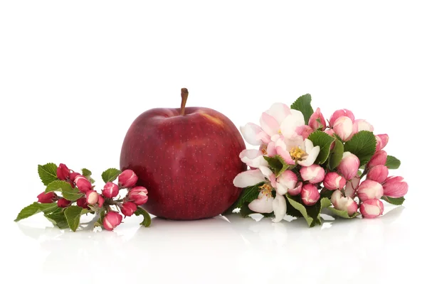 Roter Apfel und Blüte — Stockfoto